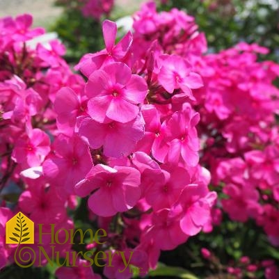 Phlox paniculata Candy Store® Bubblegum Pink™