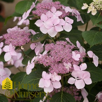 Hydrangea macrophylla Let's Dance Diva!®