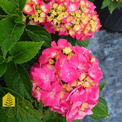 Hydrangea macrophylla Next Generation® 'Red Sensation'