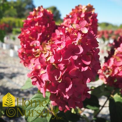 Hydrangea paniculata Fire Light® tree form