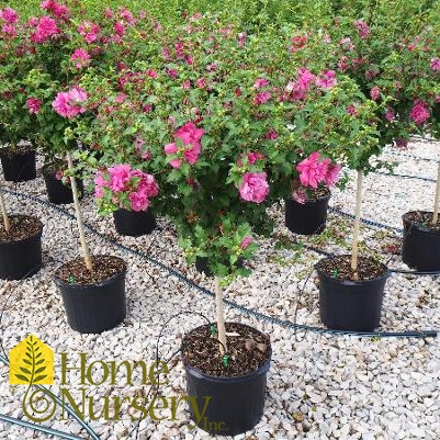 Hibiscus syriacus Red double tree