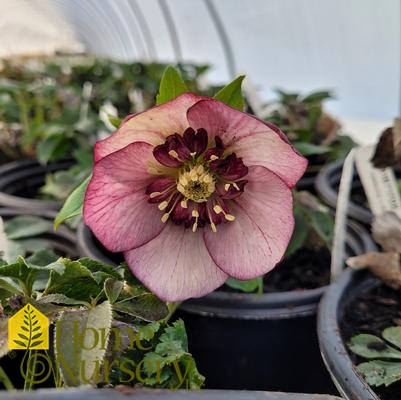 Helleborus x Honeymoon® 'French Kiss'