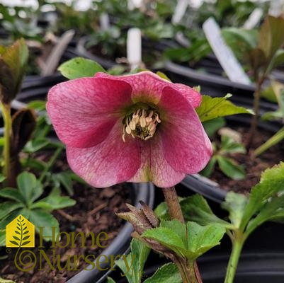 Helleborus x Honeymoon® 'Paris in Pink'