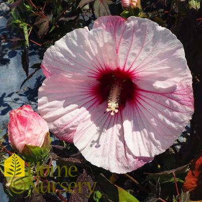 Hibiscus x Summerific® 'Perfect Storm'