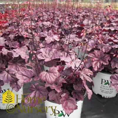 Heuchera x Dolce® Wildberry