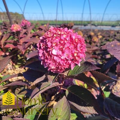 Hydrangea macrophylla Let's Dance® Blue Jangles®