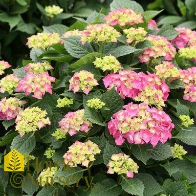 Hydrangea macrophylla Let's Dance Big Band®