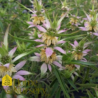 Monarda punctata 'Beebop'