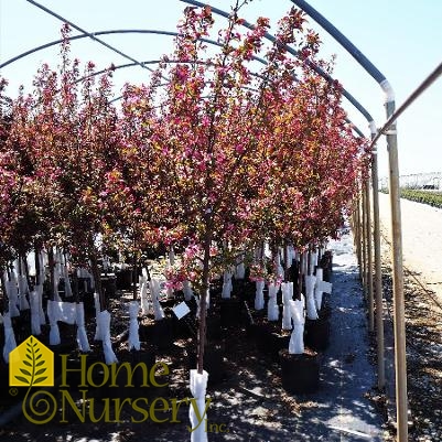 Malus x 'Prairifire'