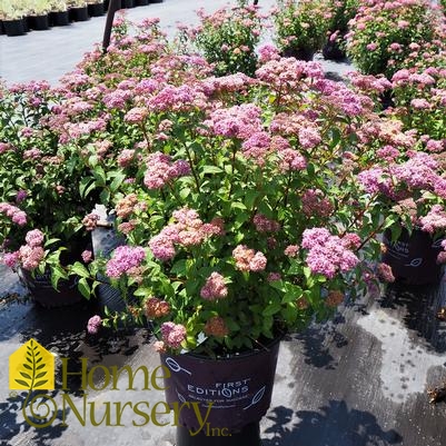 Spiraea x bumalda Superstar™