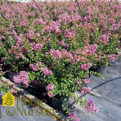 Lagerstroemia indica x fauriei 'Zuni'