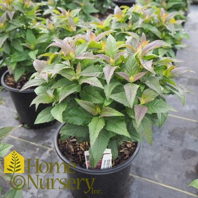 Monarda x Sugar Buzz® 'Rockin Raspberry'