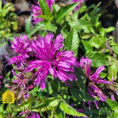 Monarda didyma 'Pardon My Lavender II'