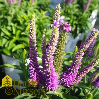 Veronica x Magic Show® 'Purple Illusion'