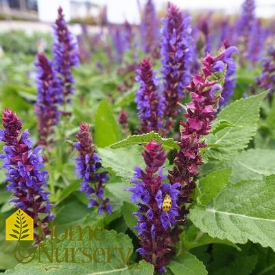 Salvia nemerosa Color Spires® 'Violet Riot'