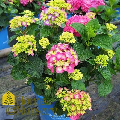 Hydrangea macrophylla Endless Summer® Summer Crush®