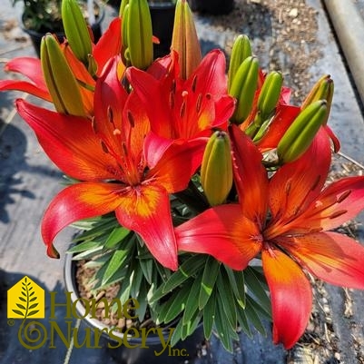 Lilium FantAsiatic® 'Red'