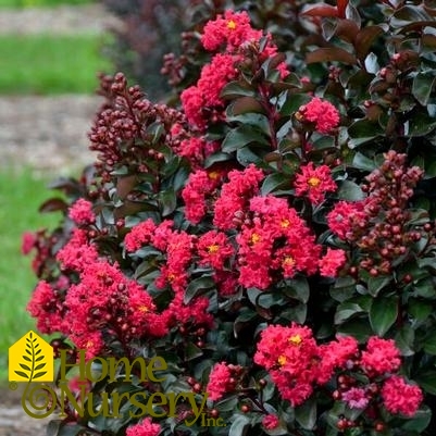 Lagerstroemia indica Barista® 'Cherry Mocha'