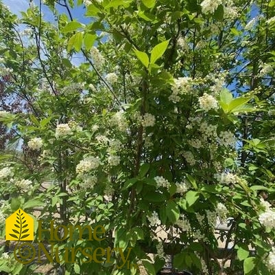 Prunus virginiana 'Canada Red'