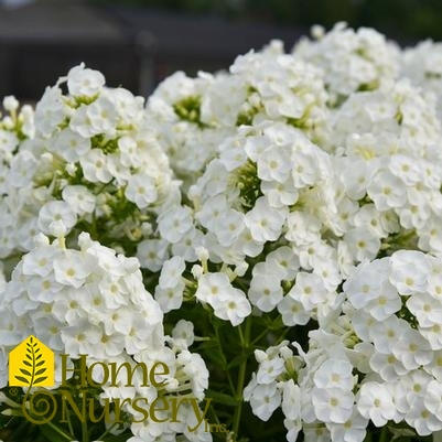 Phlox paniculata Luminary™ 'Backlight'