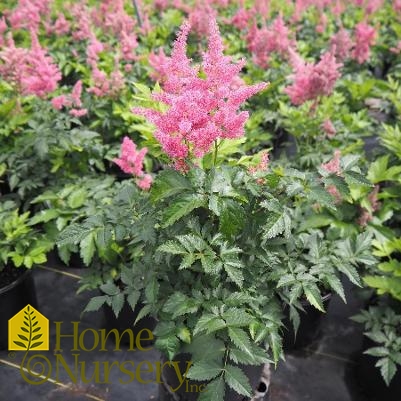 Astilbe japonica 'Rheinland'