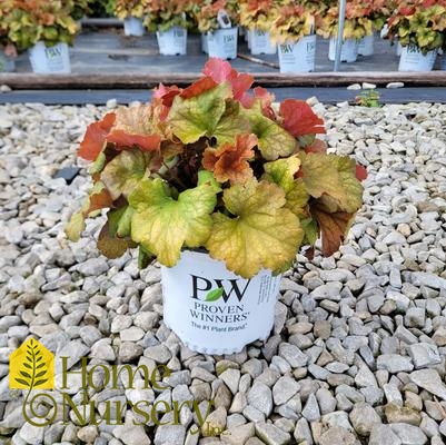 Heuchera x Dolce® 'Toffee Tart'