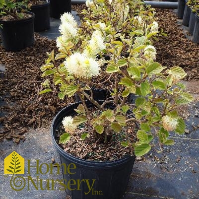 Fothergilla x intermedia Blue Shadow'