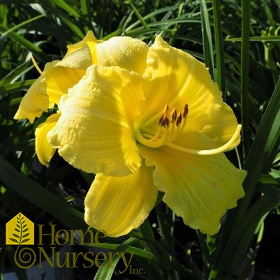 Hemerocallis Rainbow Rhythm® Going Bananas