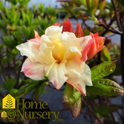 Rhododendron x Exbury 'Cannons Double'