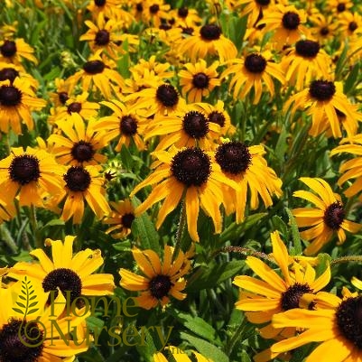 Rudbeckia x 'American Gold Rush'