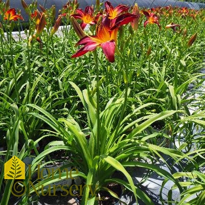 Hemerocallis Rainbow Rhythm® Ruby Spider