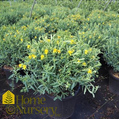 Hypericum frondosum 'Sunburst'