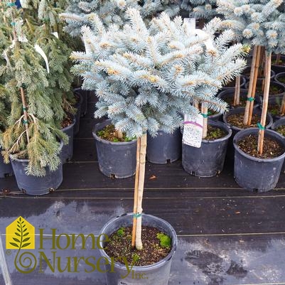 Picea pungens 'Globosa' - standard