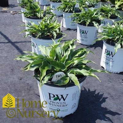 Hosta x Shadowland® 'Waterslide'