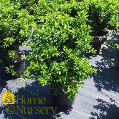 Ilex x meserveae 'Blue Princess'