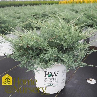 Juniperus chinensis Montana Moss®