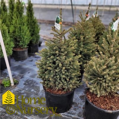 Picea glauca 'Densata'