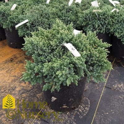 Juniperus squamata 'Blue Star'