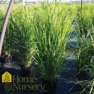 Panicum virgatum 'Northwind'