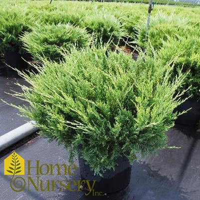 Juniperus horizontalis 'Hughes'