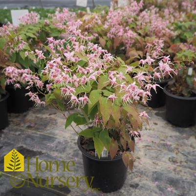 Epimedium x 'Pretty in Pink'