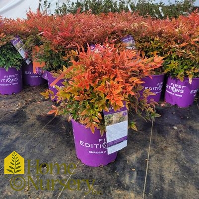 Nandina domestica Cool Glow™ Peach