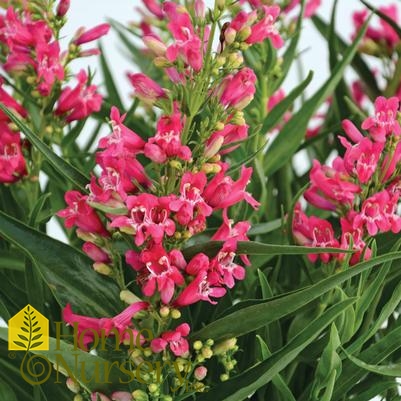 Penstemon barbatus Rock Candy® Ruby