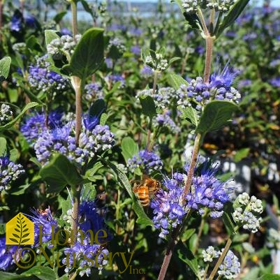 Caryopteris x clandonensis Beyond Midnight®