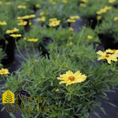 Coreopsis x 'Creme Brulee'