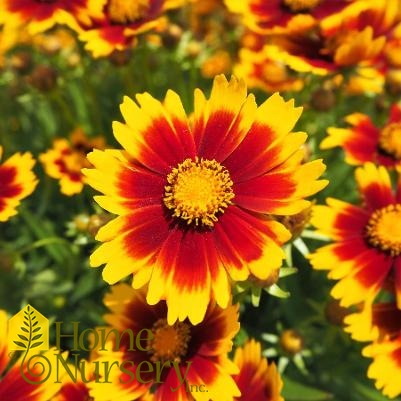 Coreopsis x Uptick™ Gold and Bronze