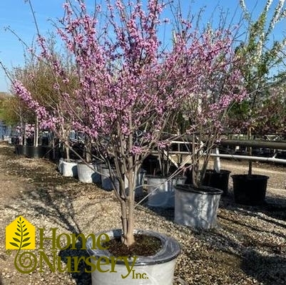 Cercis Canadensis 'Clump'