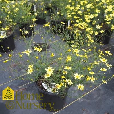 Coreopsis verticillata 'Moonbeam'