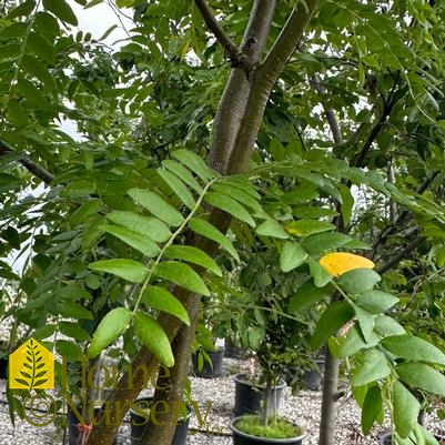 Gleditsia triacanthos f. inermis Skyline®