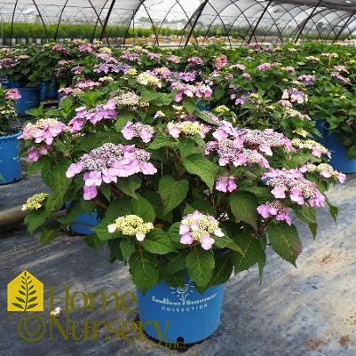 Hydrangea macrophylla Endless Summer® Twist-N-Shout®